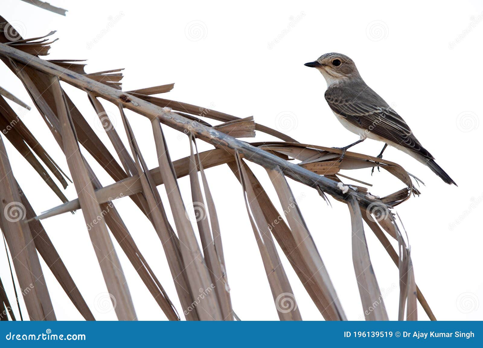 spotted flycatcher at asker marsh, a highkey image