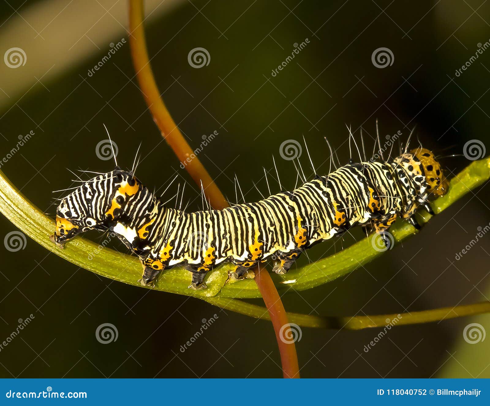 Florida Caterpillar Identification Chart