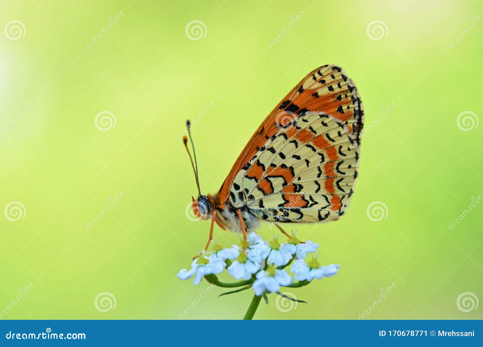 melitaea gina butterfly on white flower in yellow green background , butterflies of iran