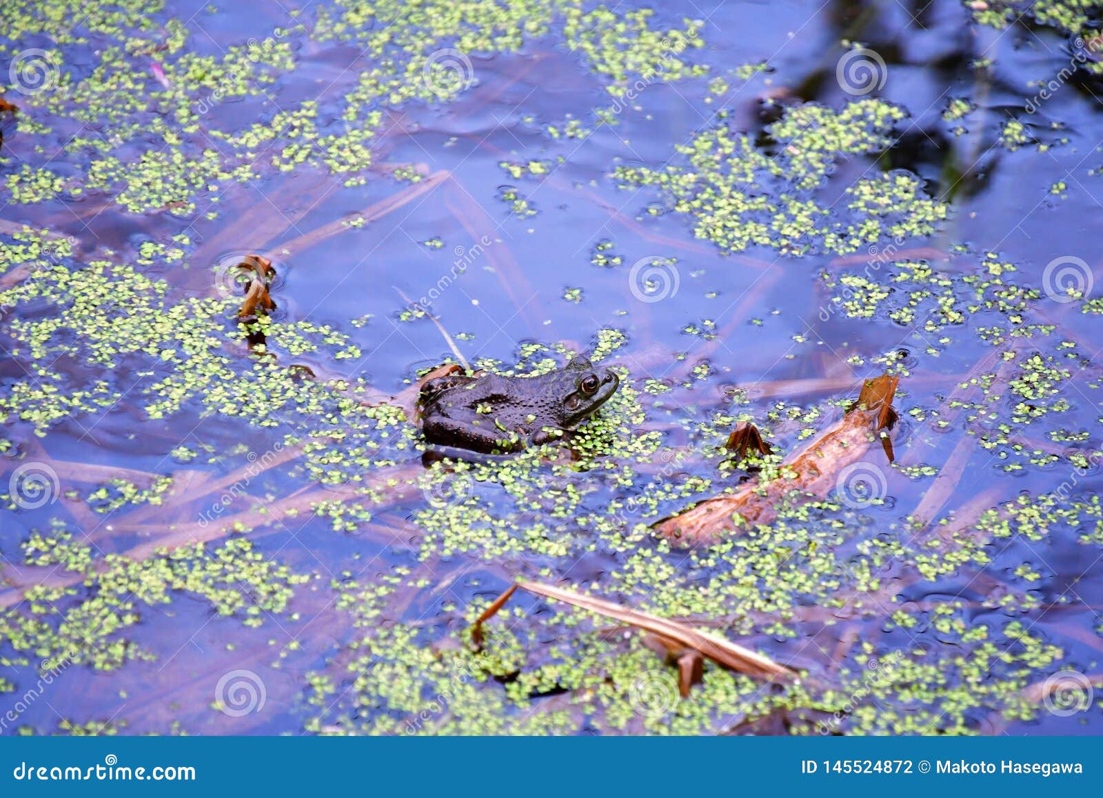 Columbia Spotted Frog. stock photo. Image of close, frogs - 145524872