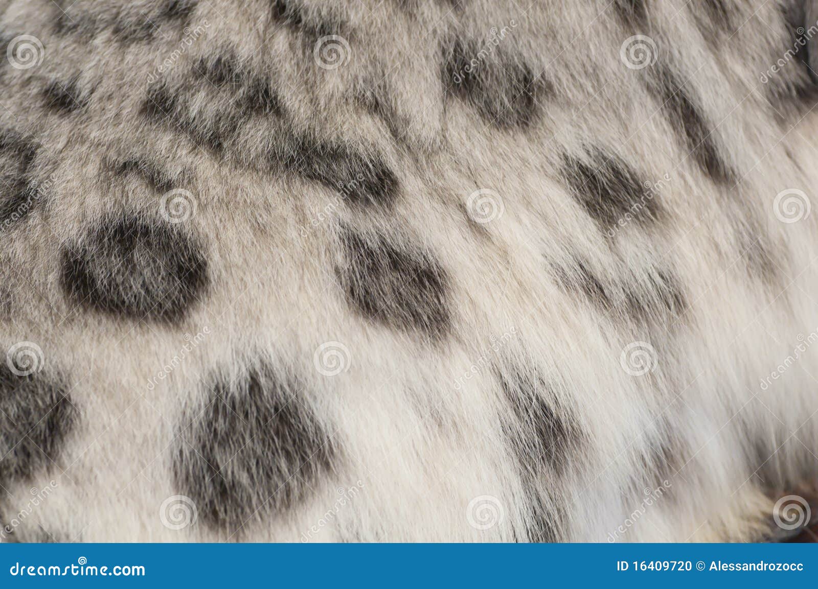 Spotted Fur of a Snow Leopard Stock Photo Image of wild, asia 16409720