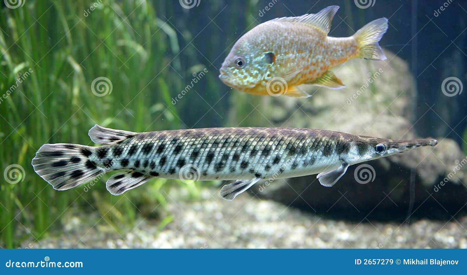 Gar Pike Photos Free Royalty Free Stock Photos From Dreamstime