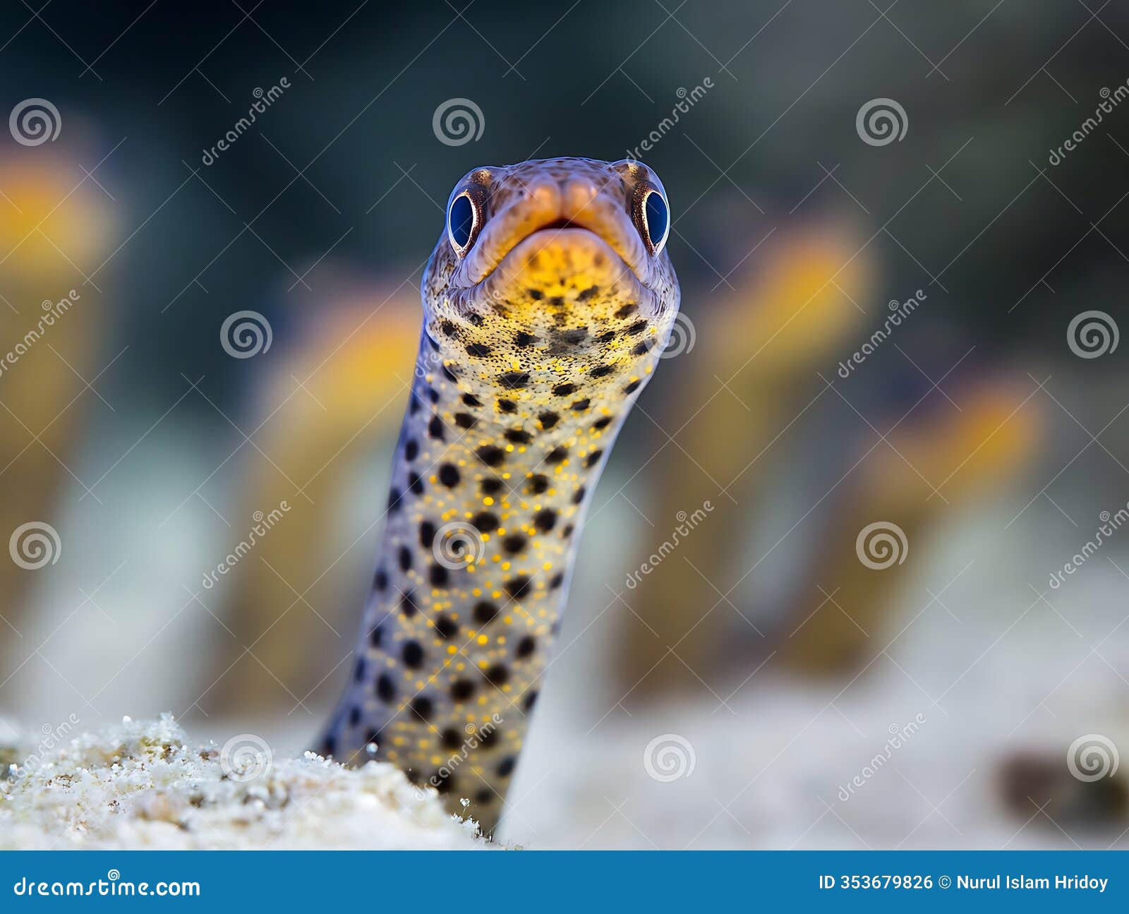 spotted garden eel emerging from sand in its ocean habitat