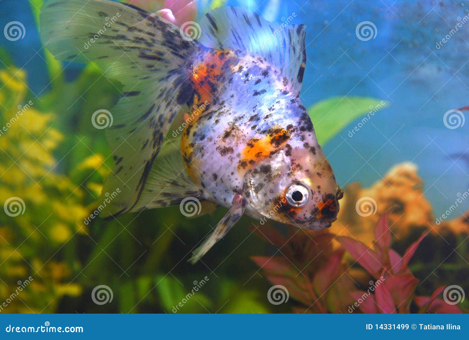 fancytail goldfish aquarium fancytail goldfish aquarium