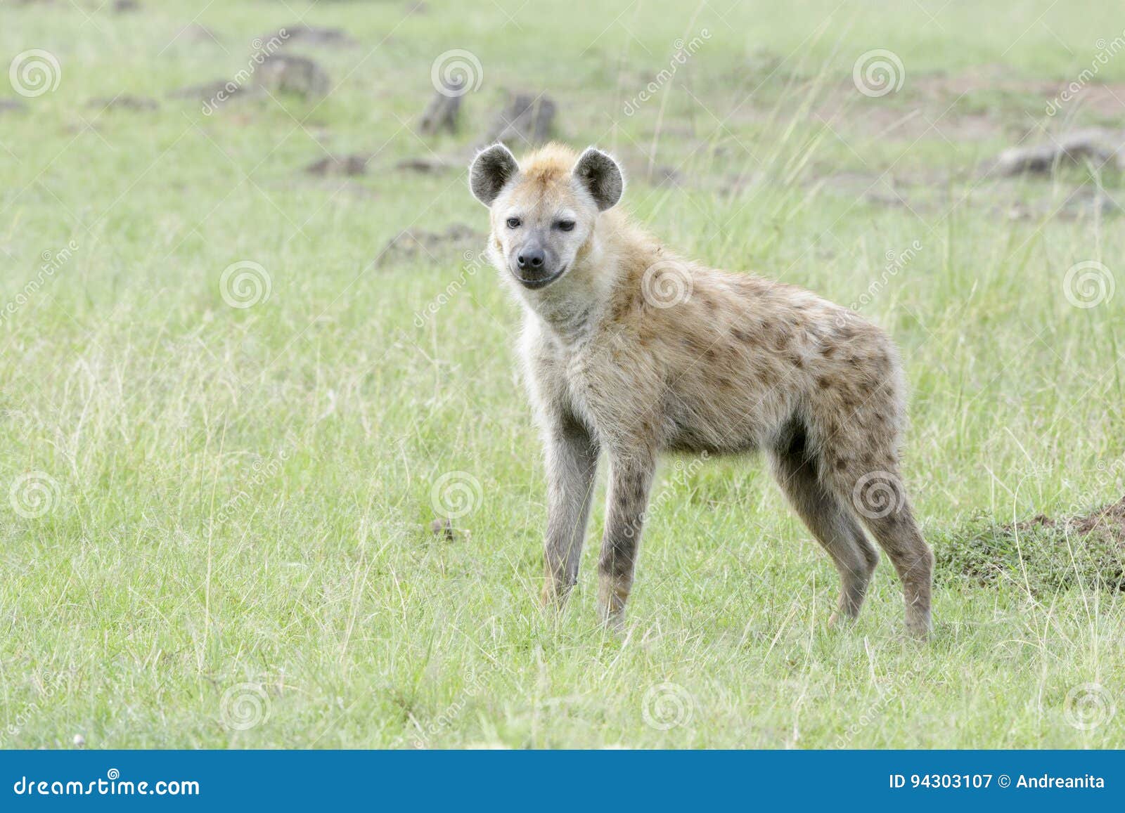 spotted hyena crocuta crocuta on savanna looking at camera