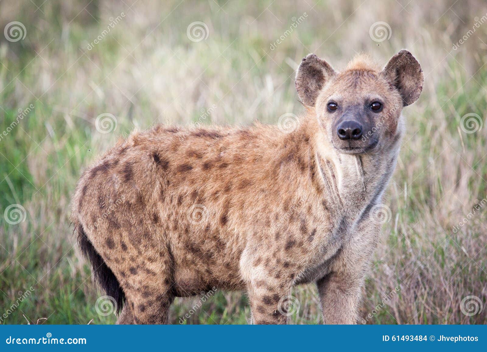 spotted hyena in serengeti national park
