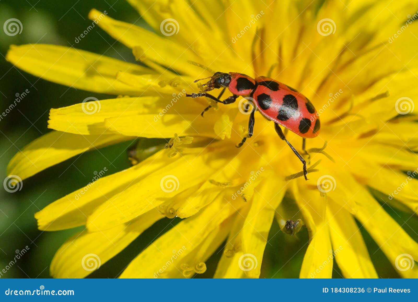 Spotted Lady Beetle Coleomegilla Maculata Stock Photo Image Of Ladybugs Lady Spotted Lady Beetle Coleomegilla Maculata Stock Photo Image Of Ladybugs Lady