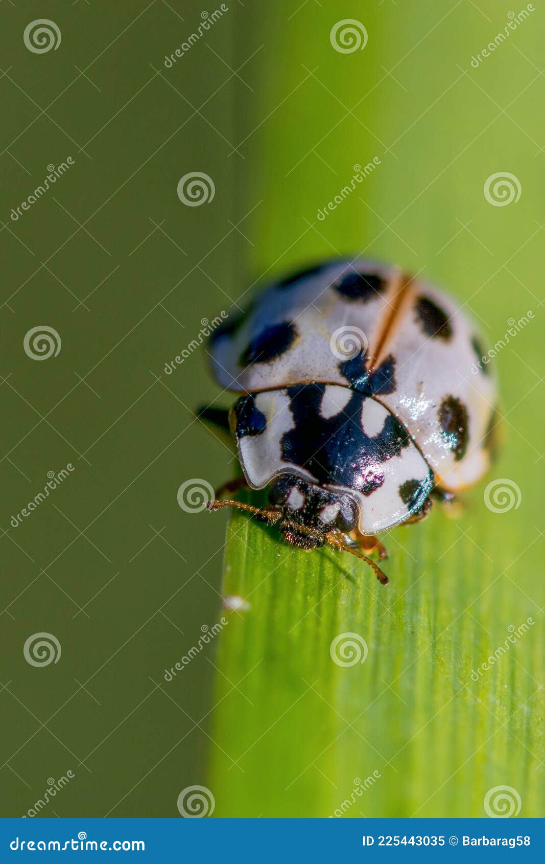 15 spotted ladybug anatis labiculata white lady beetle with black spots