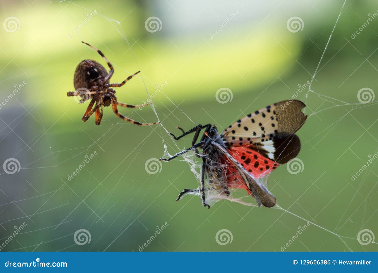 Spotted Orb Weaver Spider With Spotted Lantern Fly Trapped In Its Web