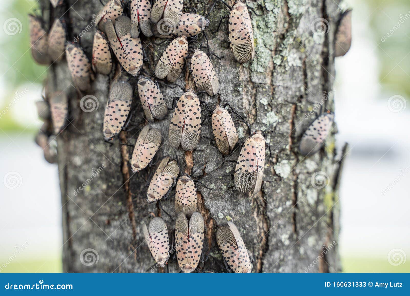 spotted lanternflies or lanternfly lycorma delicatula on tree, berks county, pennsylvania