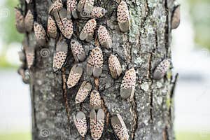 A Spotted Leafhopper Stock Image CartoonDealer 10719391