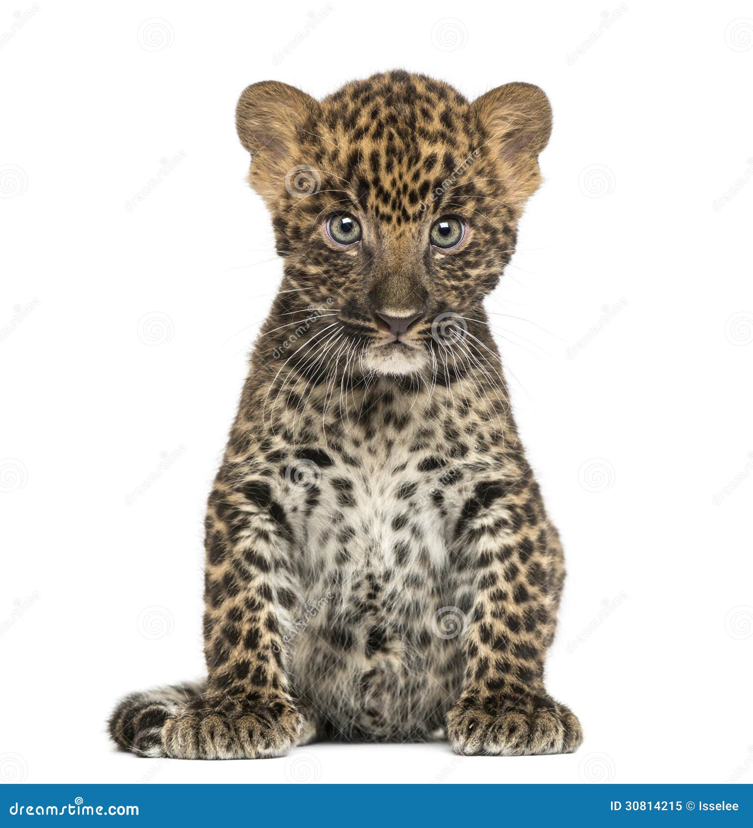 spotted leopard cub sitting - panthera pardus, 7 weeks old