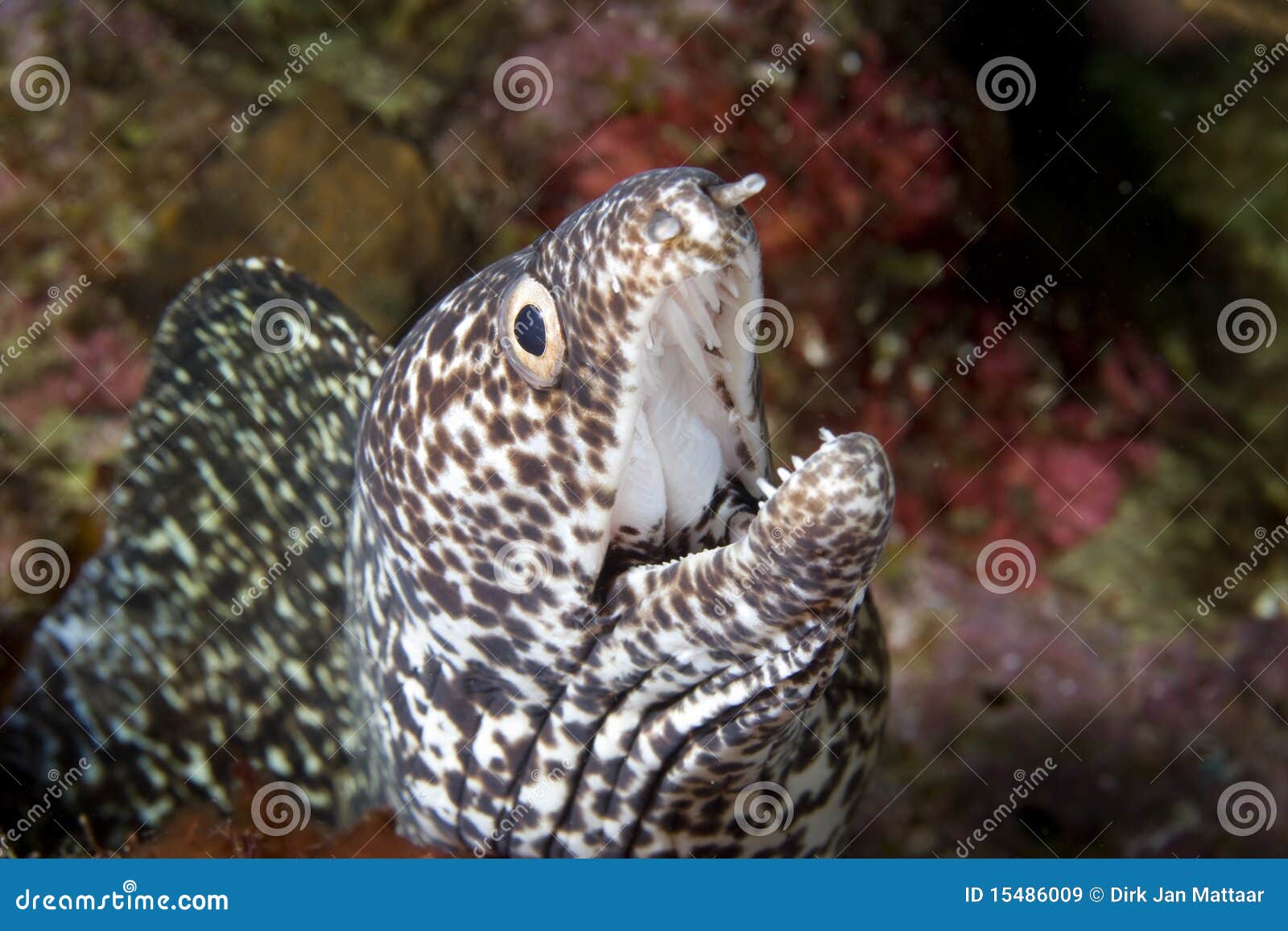 Spotted Moray Eel closeup stock image. Image of ocean 15486009