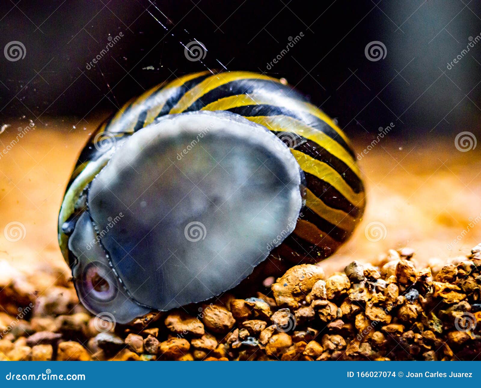 spotted nerite snail neritina natalensis eating algae from the fish tank glass