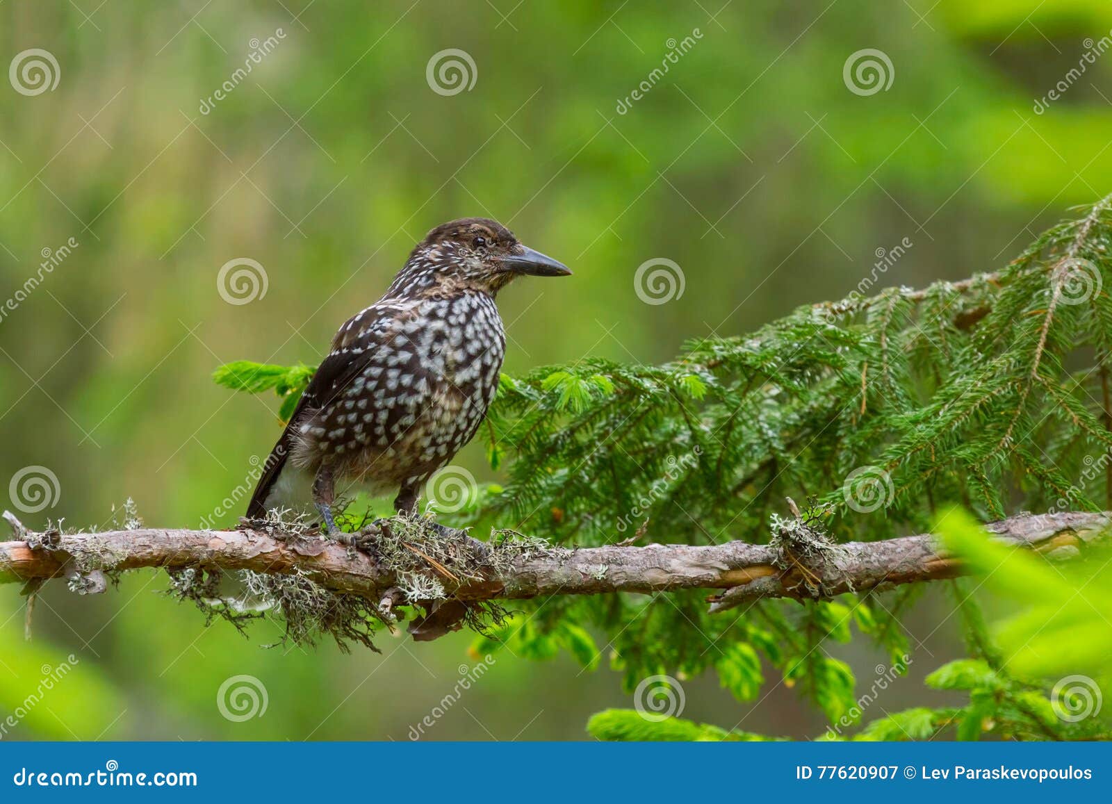 Spotted Nutcracker Nucifraga Caryocatactes Stock Image Image of
