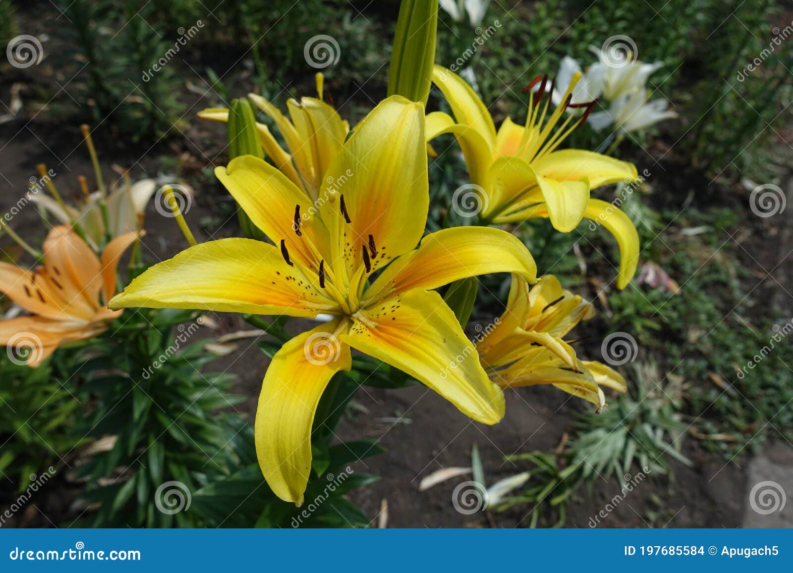 Spotted Orange and Yellow Flowers of Lilies in June Stock Photo - Image ...