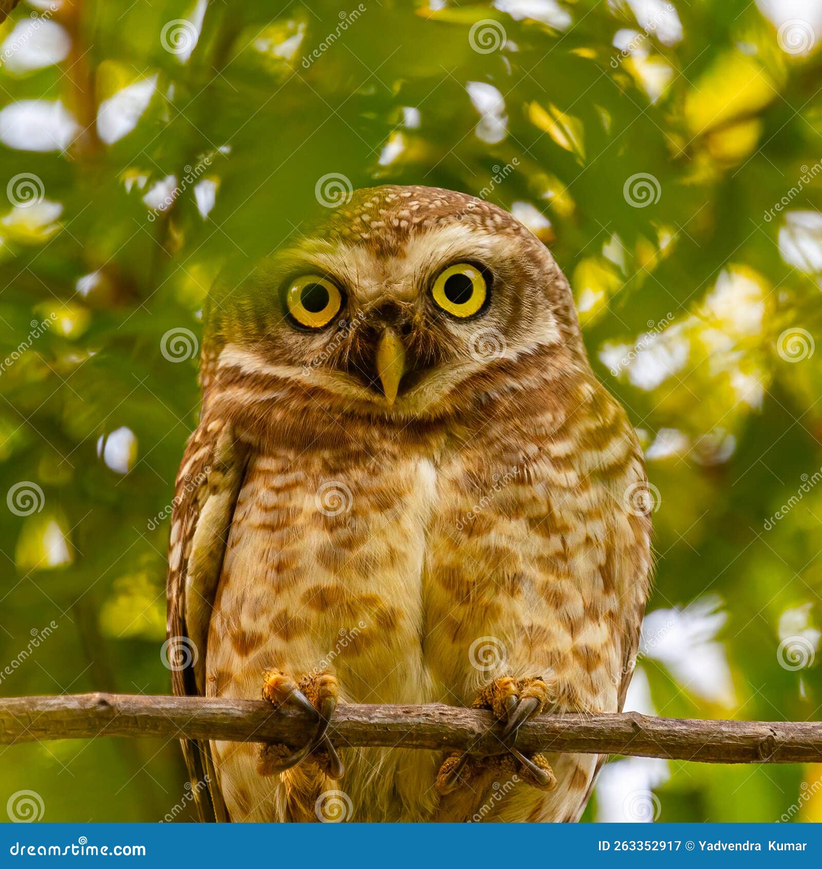 A Spotted Owl Looking Direct Stock Image Image of siam, wildlife 263352917