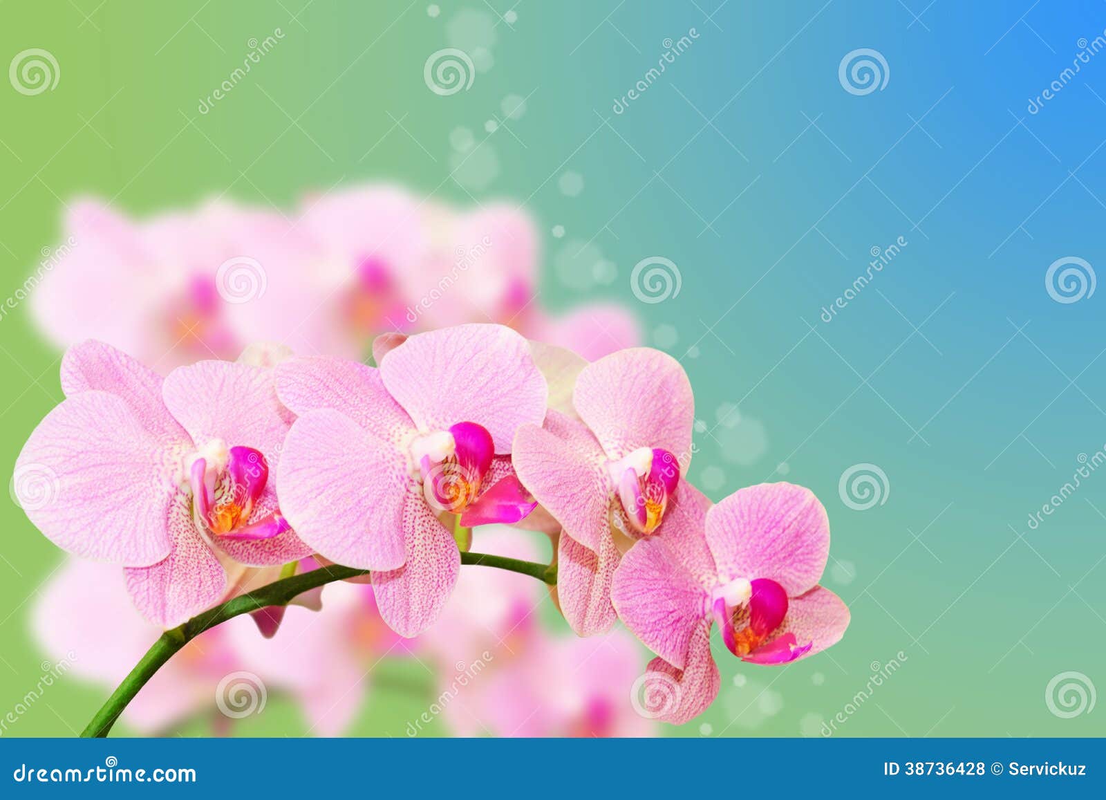 418 Pink Orchid Gradient Background Stock Photos - Free & Royalty-Free Stock  Photos from Dreamstime