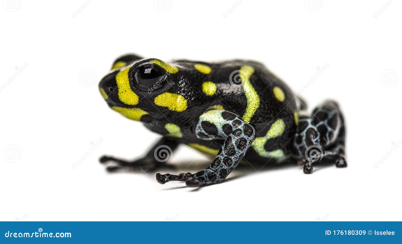 Spotted Poison Frog, Spotted Poison Frog, Isolated Stock Image Image