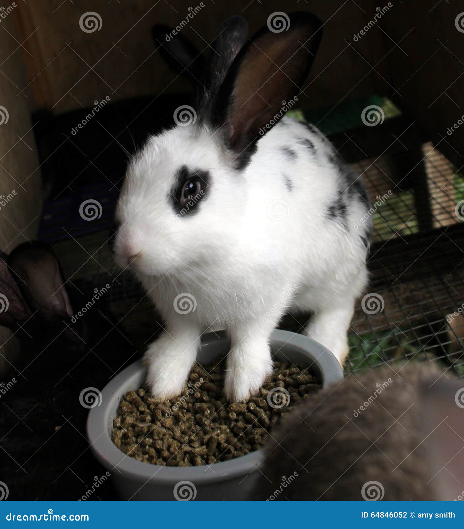 Spotted rabbit eating stock photo. Image of rabbit, pellet 64846052