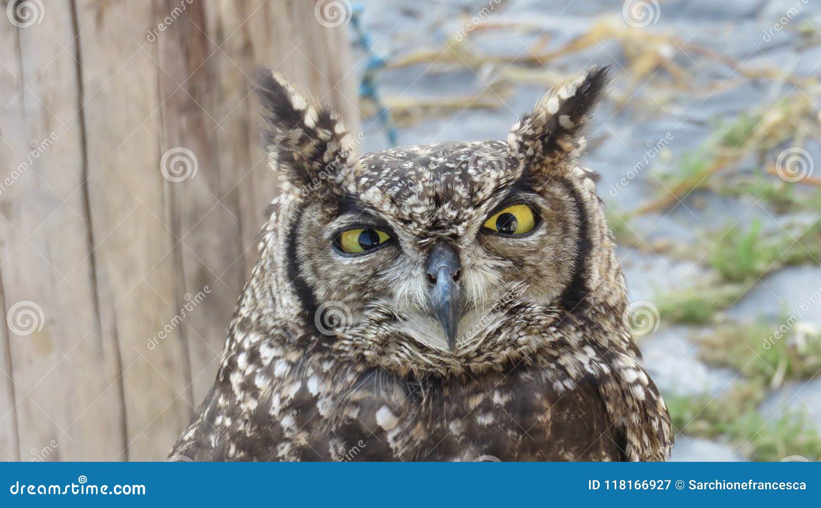 African real owl stock image. Image of portrait, bird - 118166927