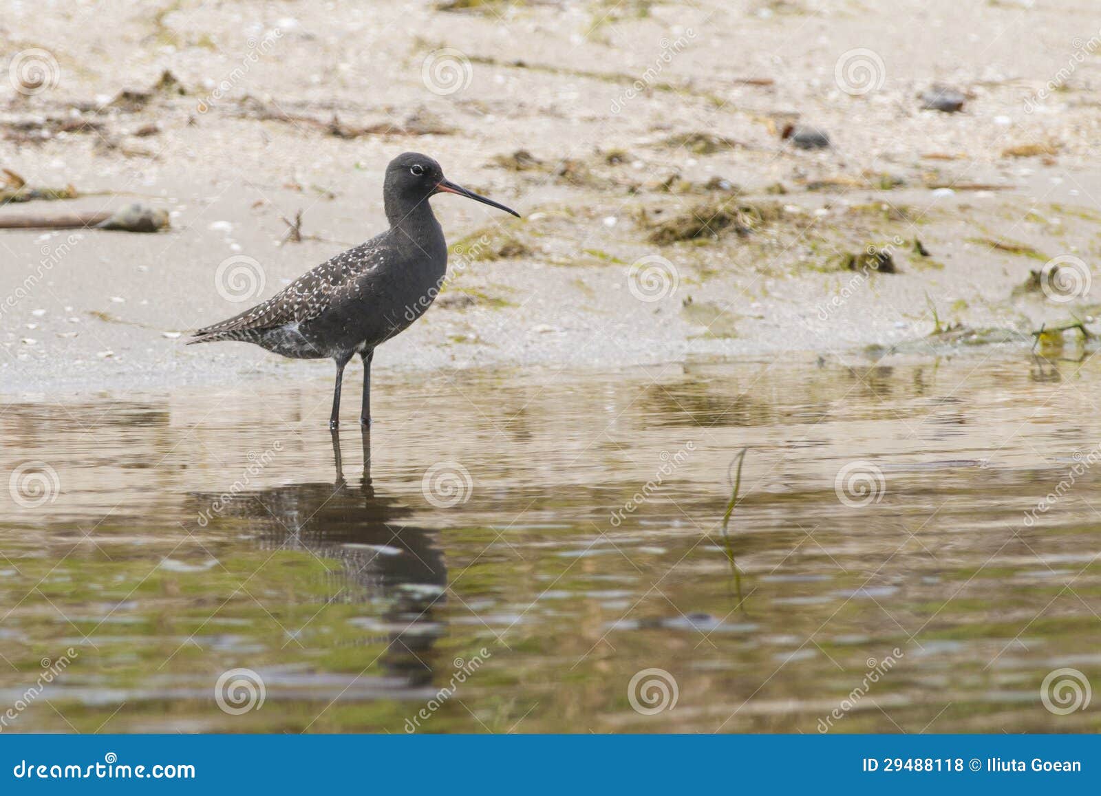 Spotted Redshank stock photo. Image of danube, swamp 29488118