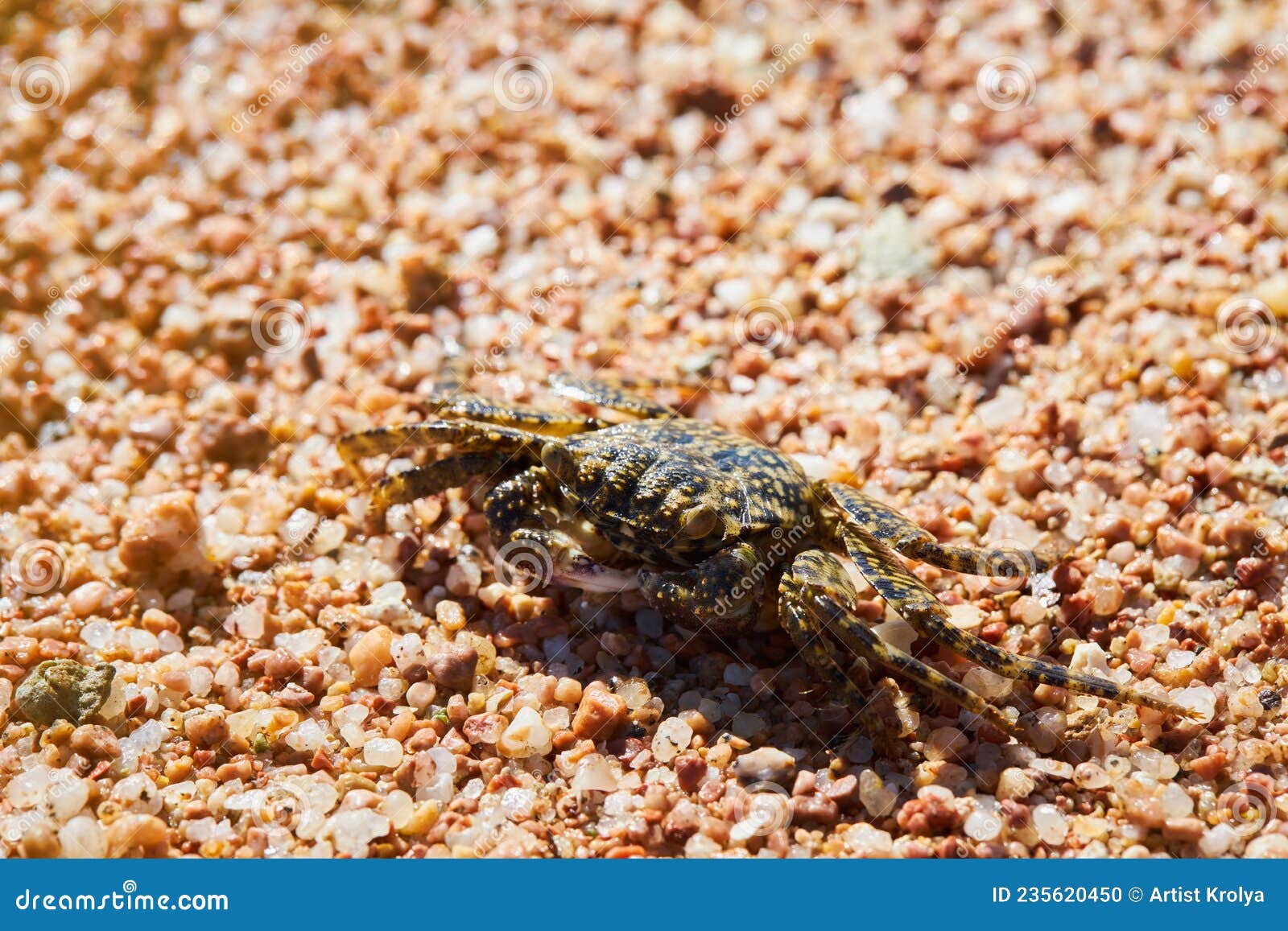 a spotted sally lightfoot crab shore-crab, grapsidae, crustacean