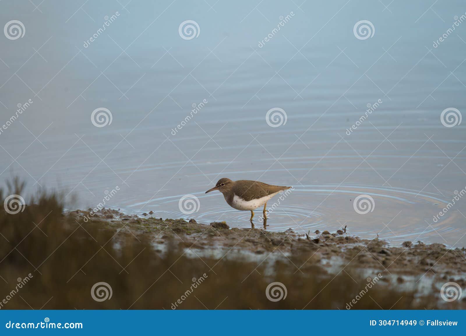 spotted sandpiper feed on seashore