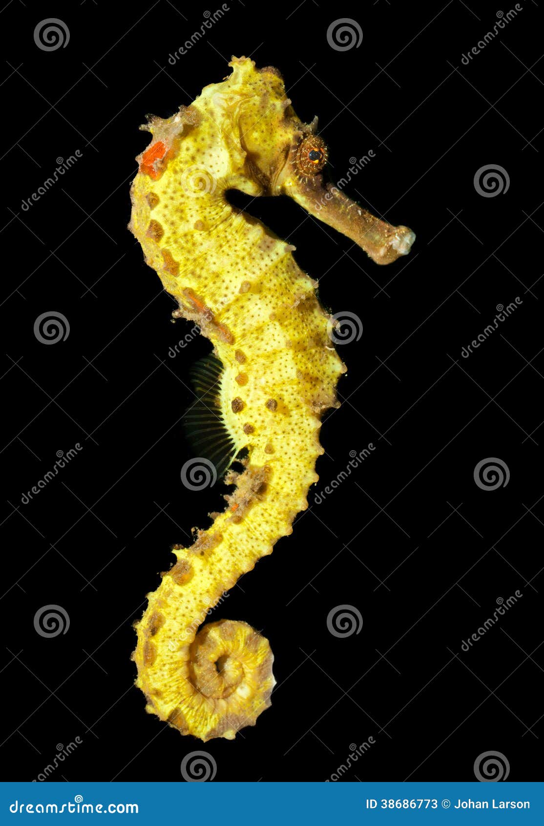 spotted seahorse (hippocampus kuda)