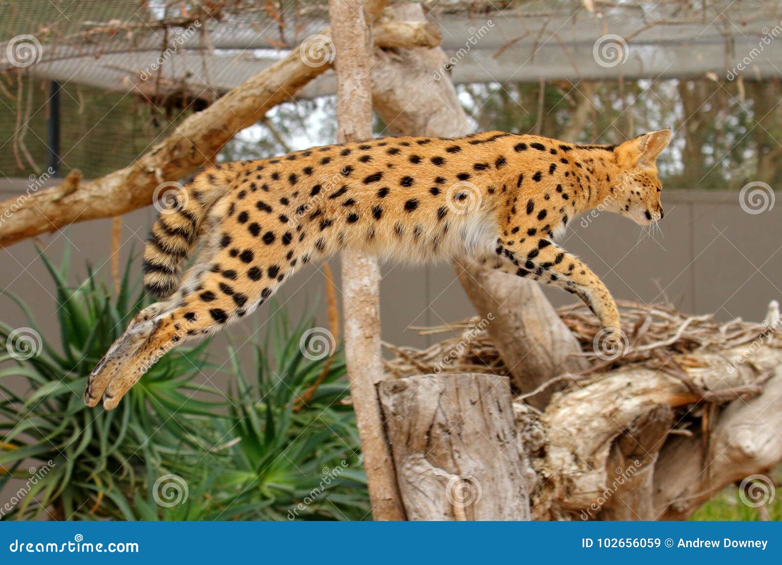 serval jumping - lepitailurus