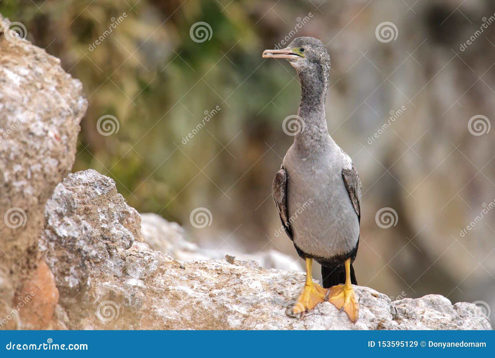 Spotted Shag at Taiaroa Head, Otago Peninsula, New Zealand Stock Image ...