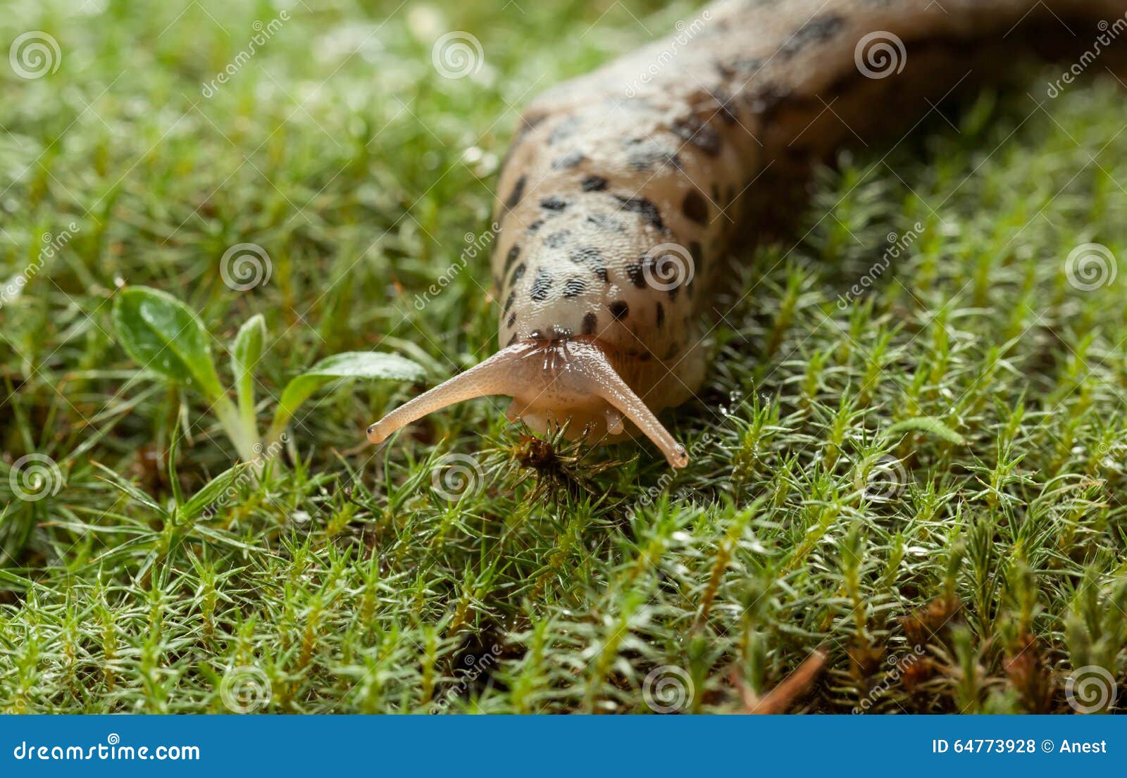 Spotted slug on moss stock photo. Image of moss, closeup 64773928