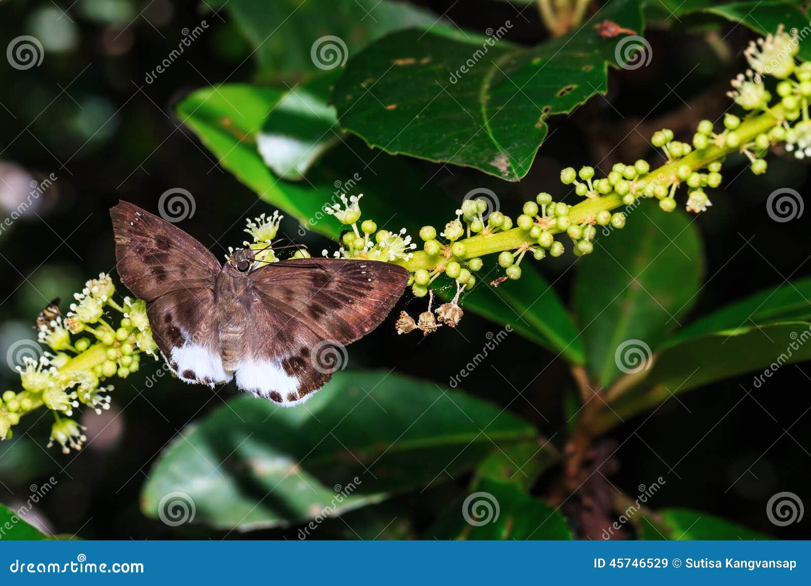 The Spotted Snow Flat Butterfly Stock Image - Image of snow, butterfly