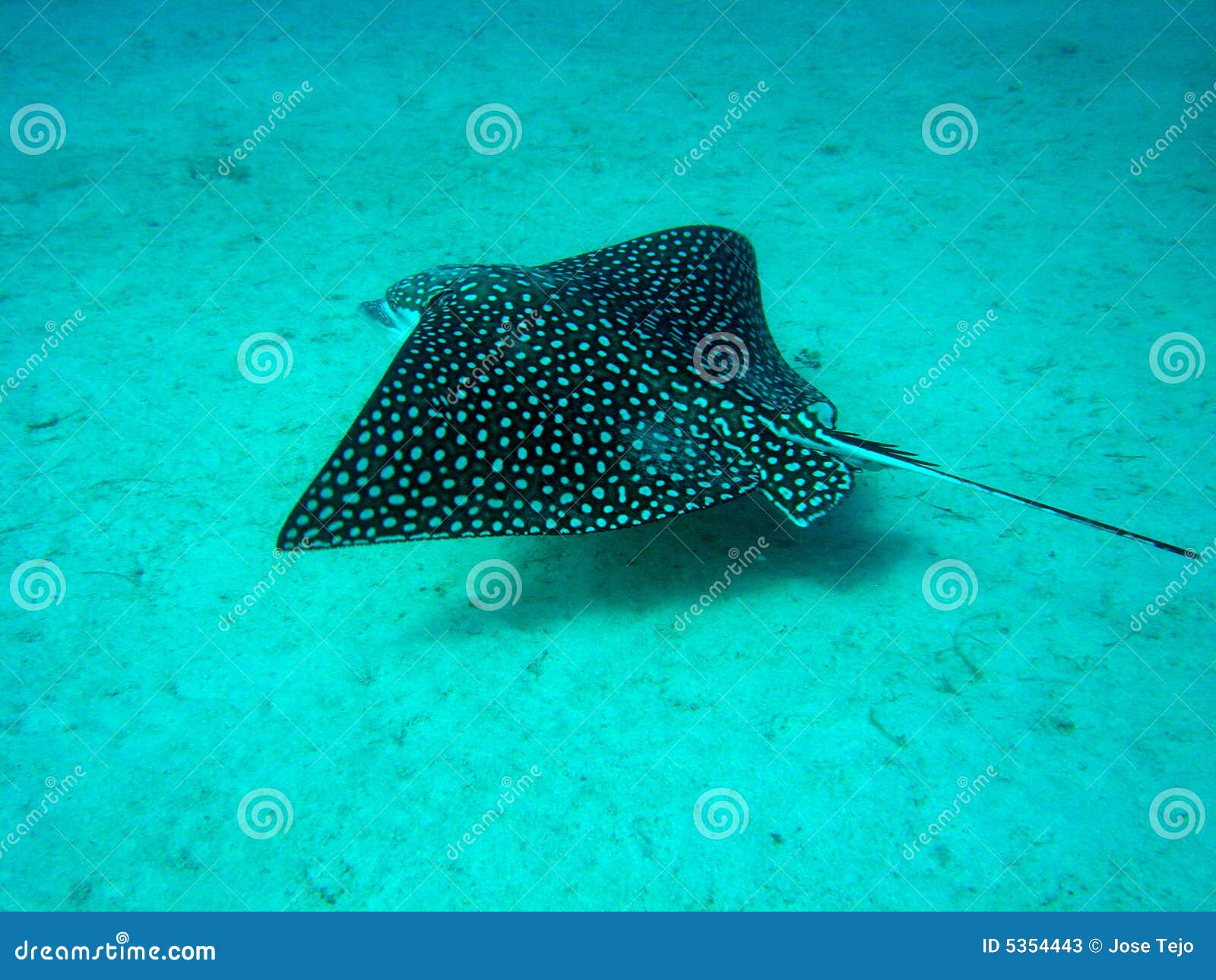 Spotted stingray stock image. Image of spotted, stingray ...