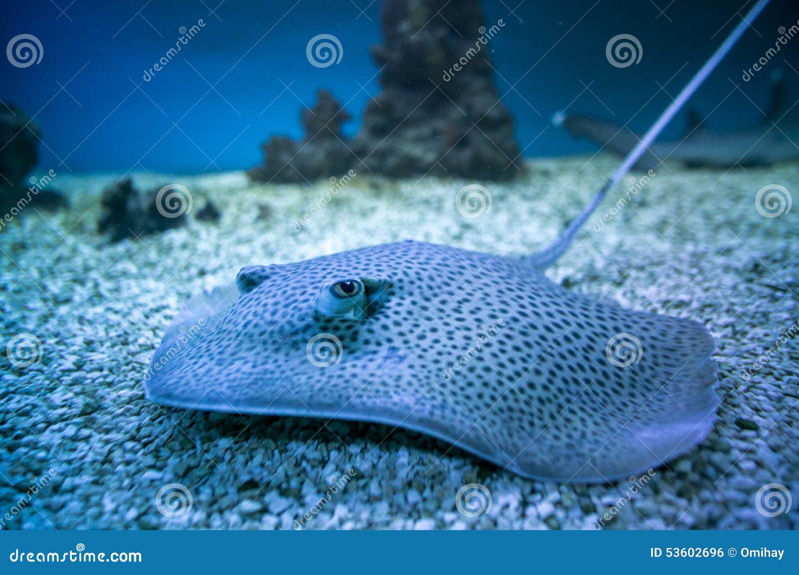 Spotted Stingray Fish in Aquarium Stock Photo Image of animal, danger