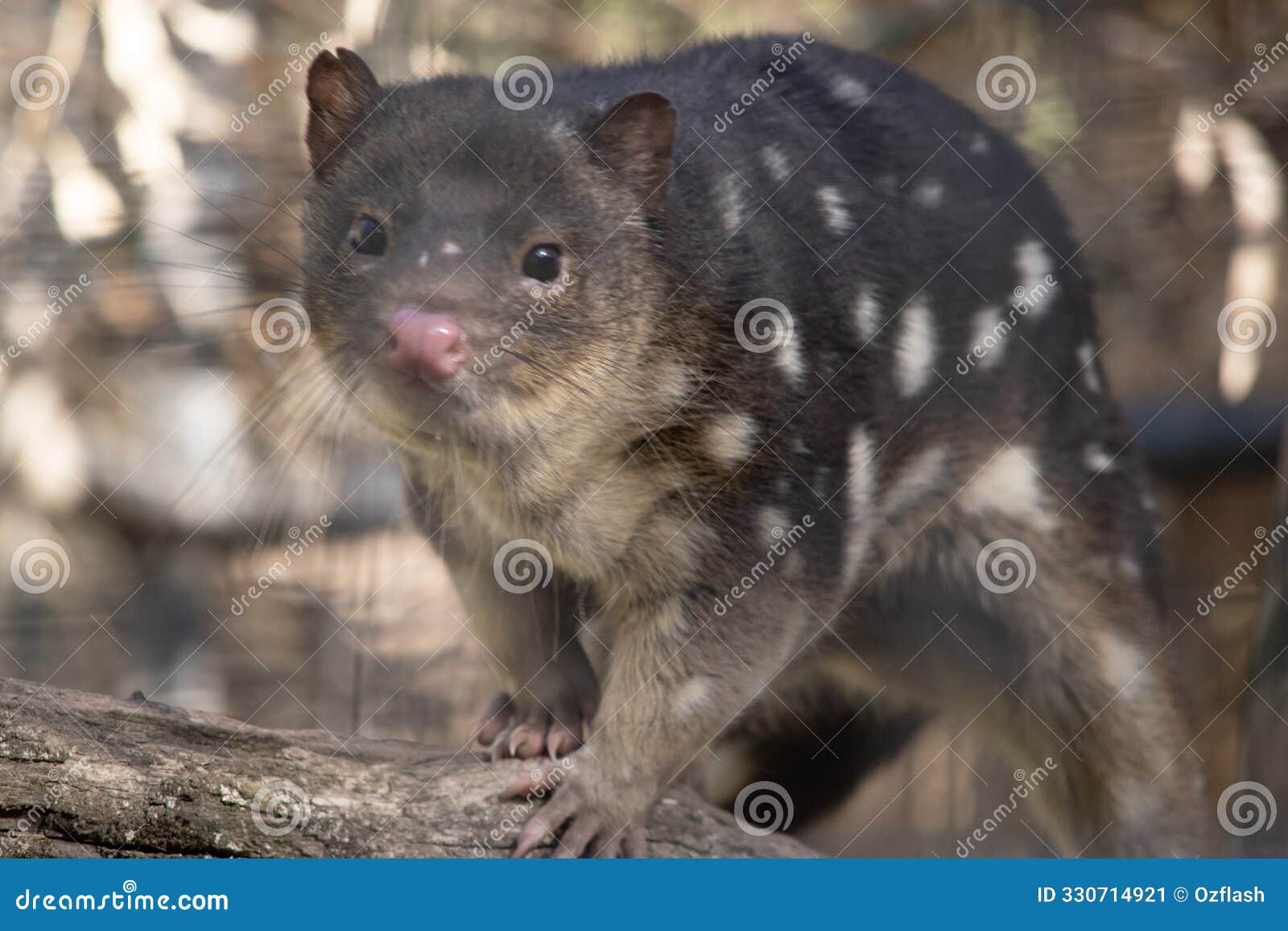 the spotted tailed quoll is climbing on a branch