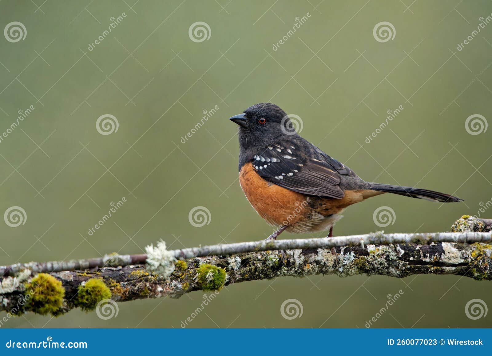 spotted towhee bird (pipilo maculatus) on a branch on blurred background