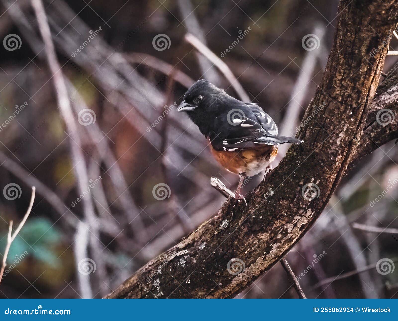 spotted towhee (pipilo maculatus) perched on the tree