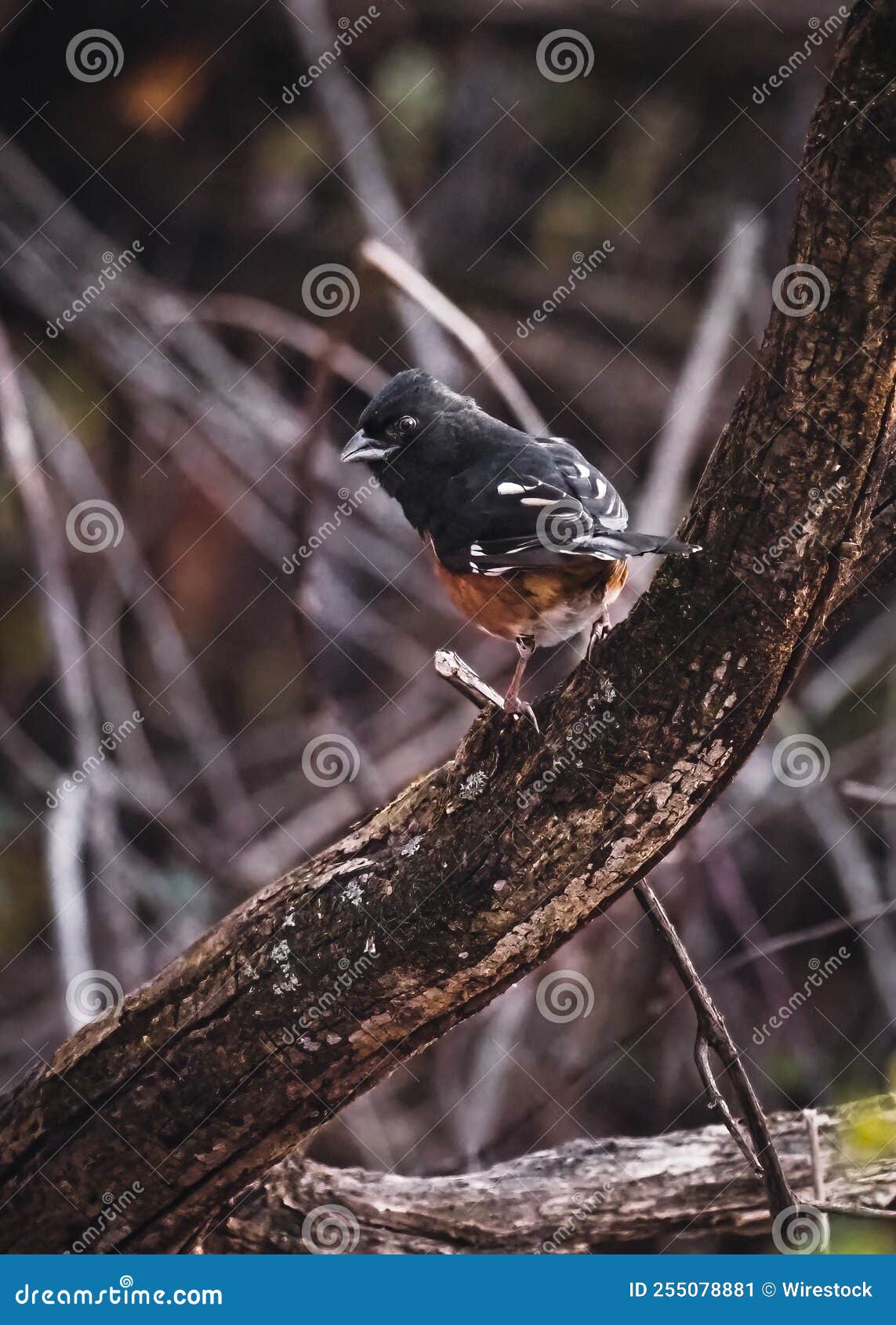 spotted towhee (pipilo maculatus) perched on the tree