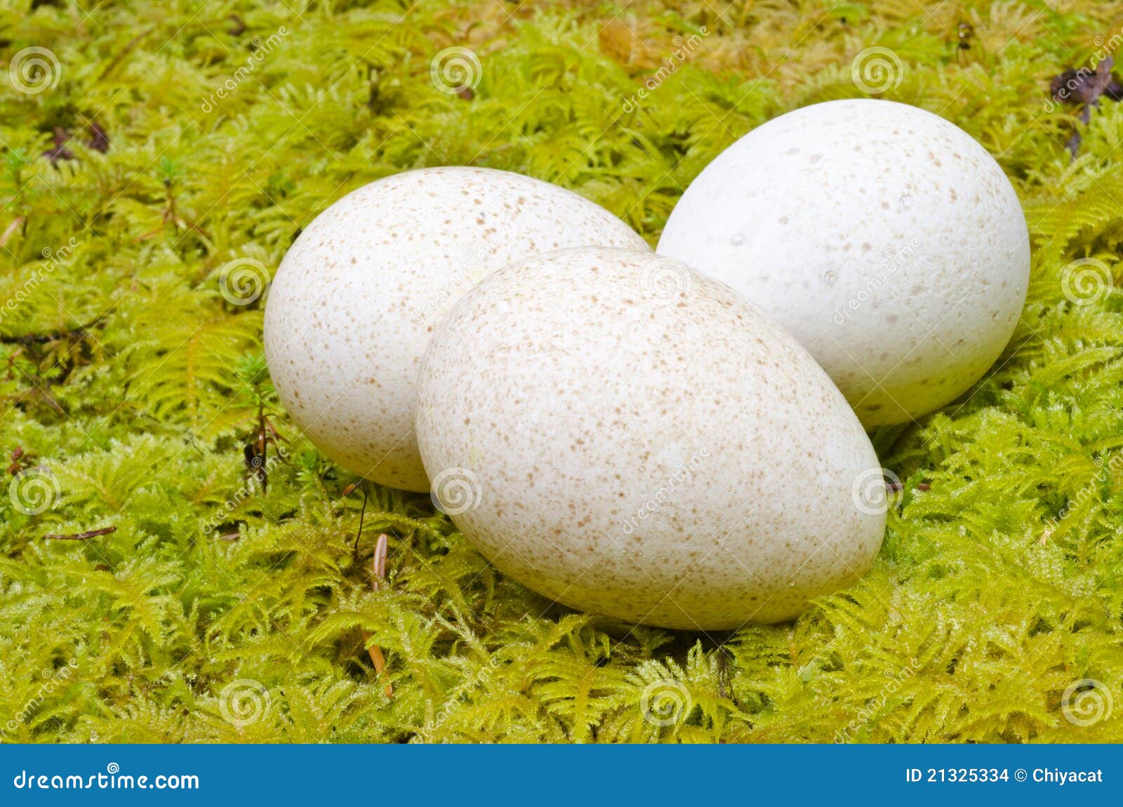 Spotted Turkey Eggs stock photo. Image of closeup, eggs 21325334