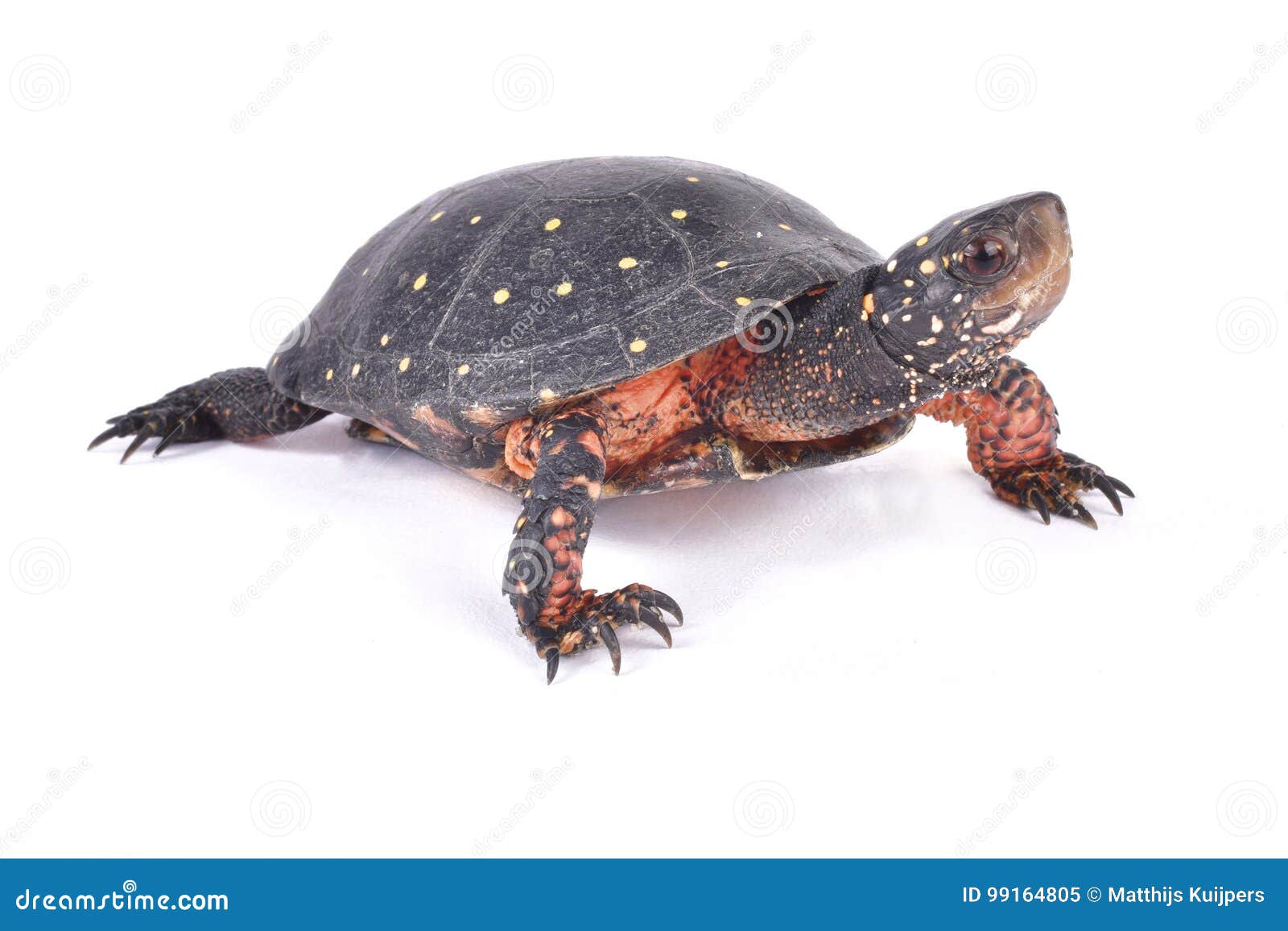 spotted turtle, clemmys guttata