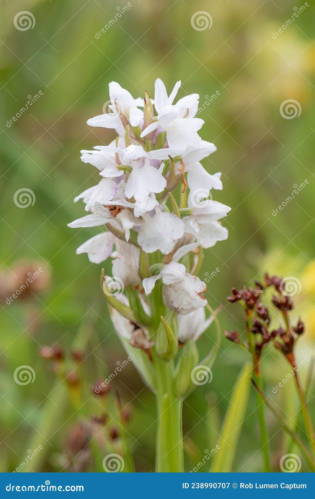Spottedorchid Dactylorhiza Maculata Flores Brancas Imagem de Stock - Imagem  de sopro, selvagem: 238990707