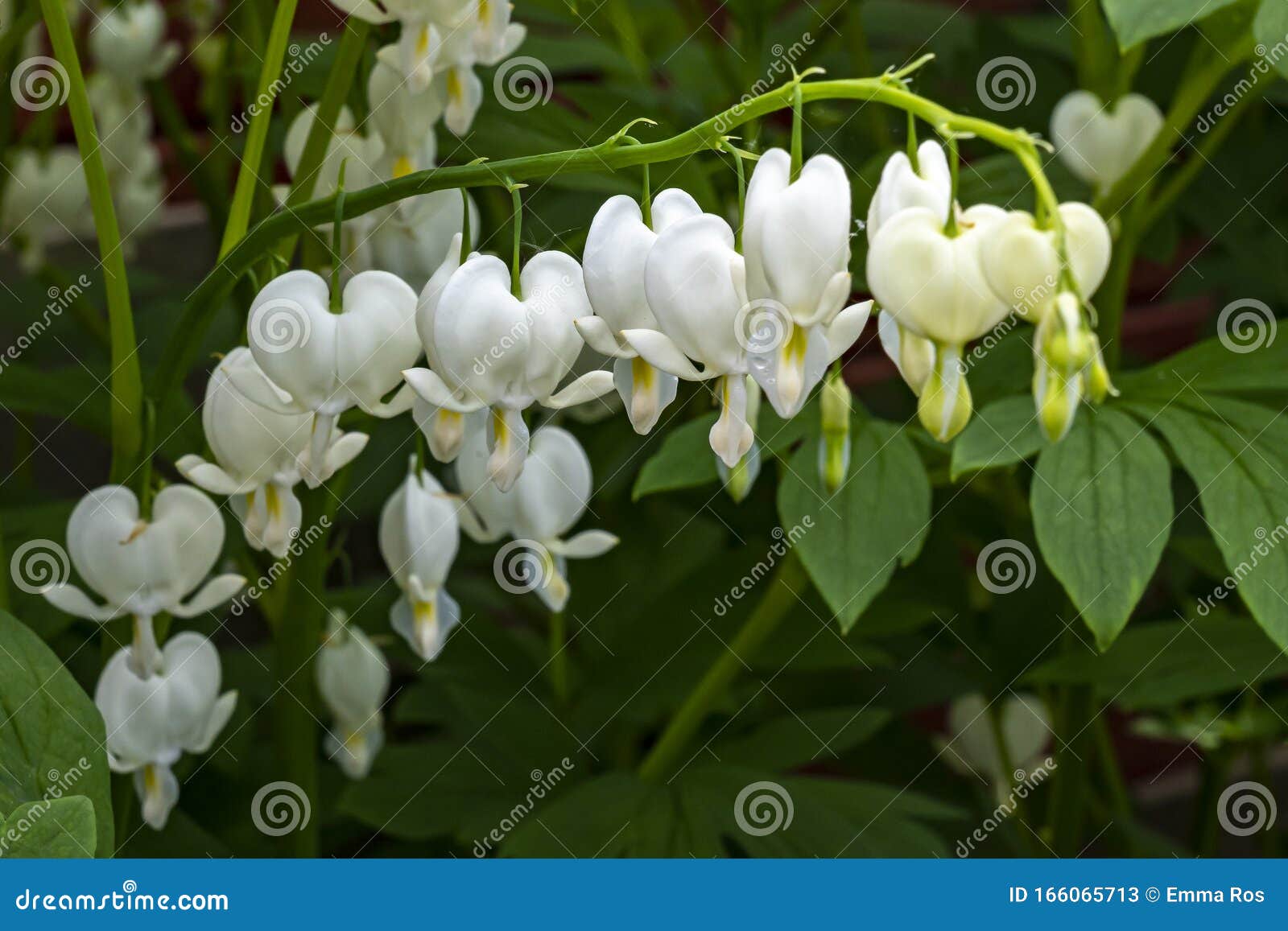 a spray of the bleeding heart dicentra spectabilis `alba`