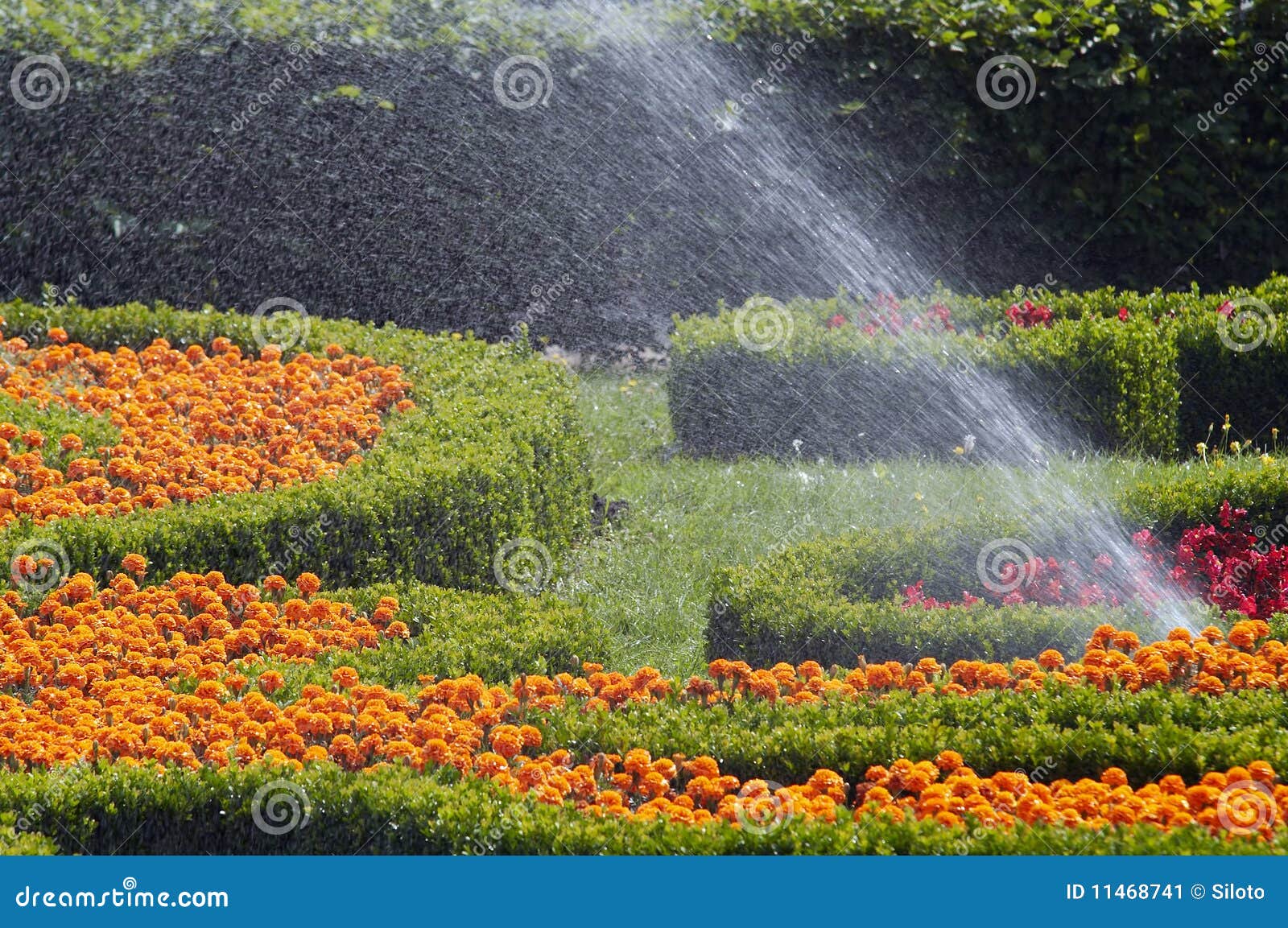 Spray flowers stock image. Image of abstract, outdoor 11468741