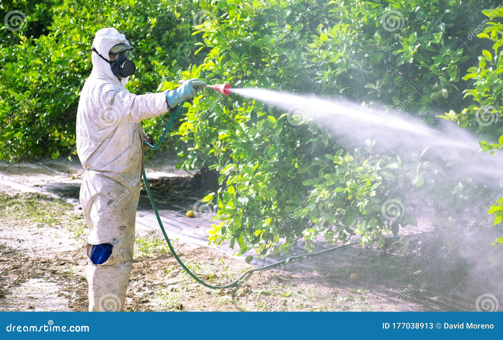 spray pesticides, pesticide on fruit lemon in growing agricultural plantation, spain. man spraying or fumigating pesti, pest
