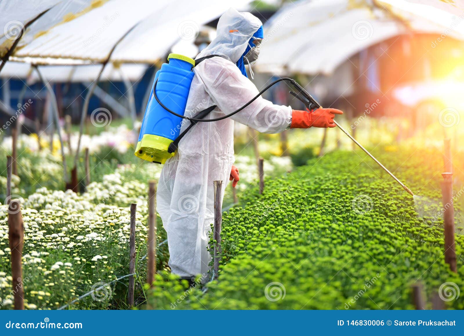 Sprayed Fertilizer On The Flower Farms Royalty-Free Stock Image ...