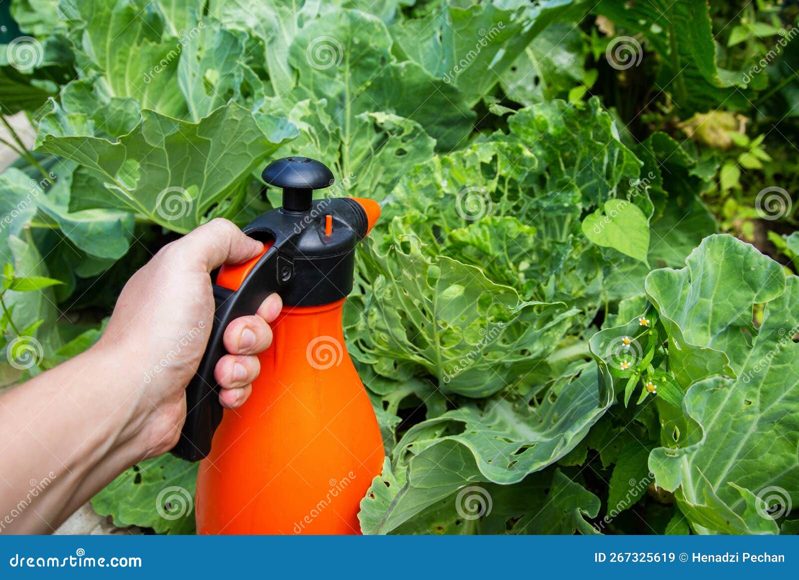 Spraying a Head of Cabbage in the Garden with a Solution of Ammonia and