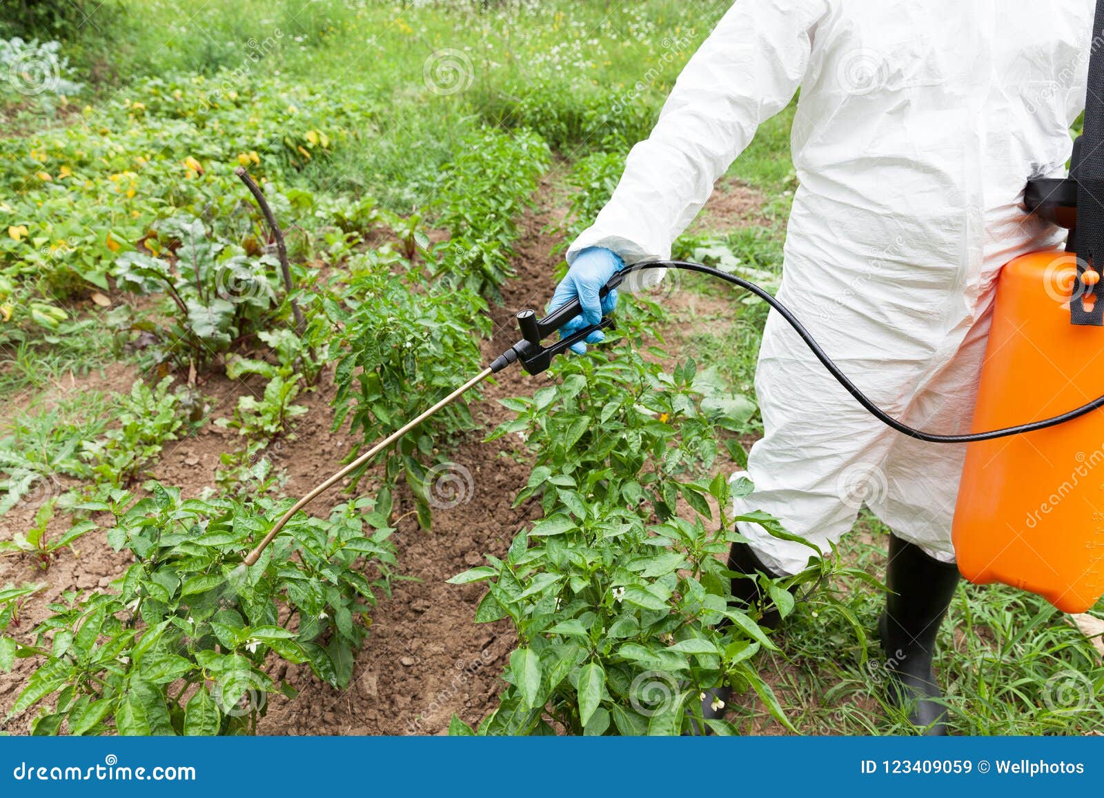 Spraying vegetable garden: Más de 16,199 fotos de stock con