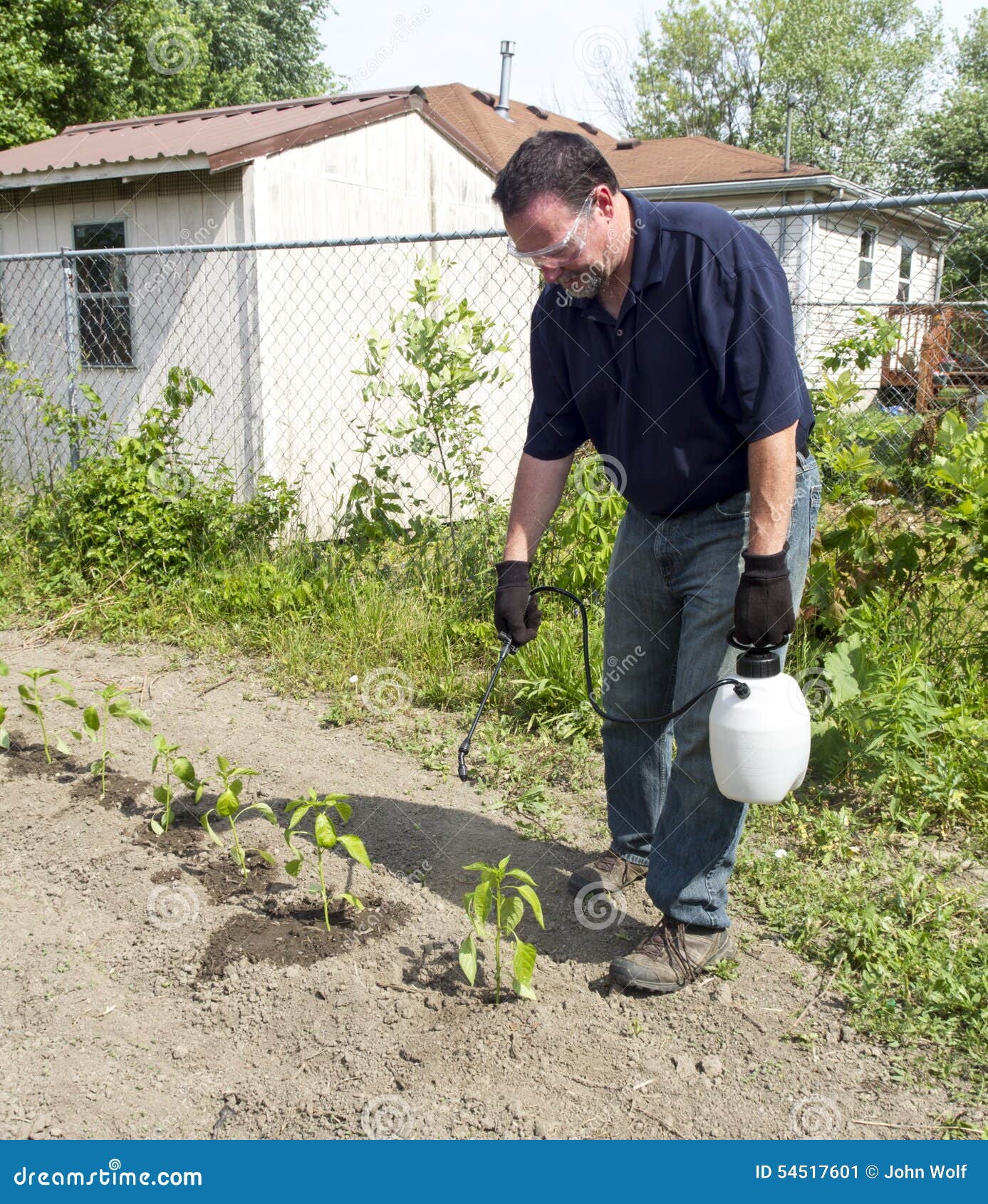 Spraying Pepper Plants with a Organic Spray Stock Image Image of