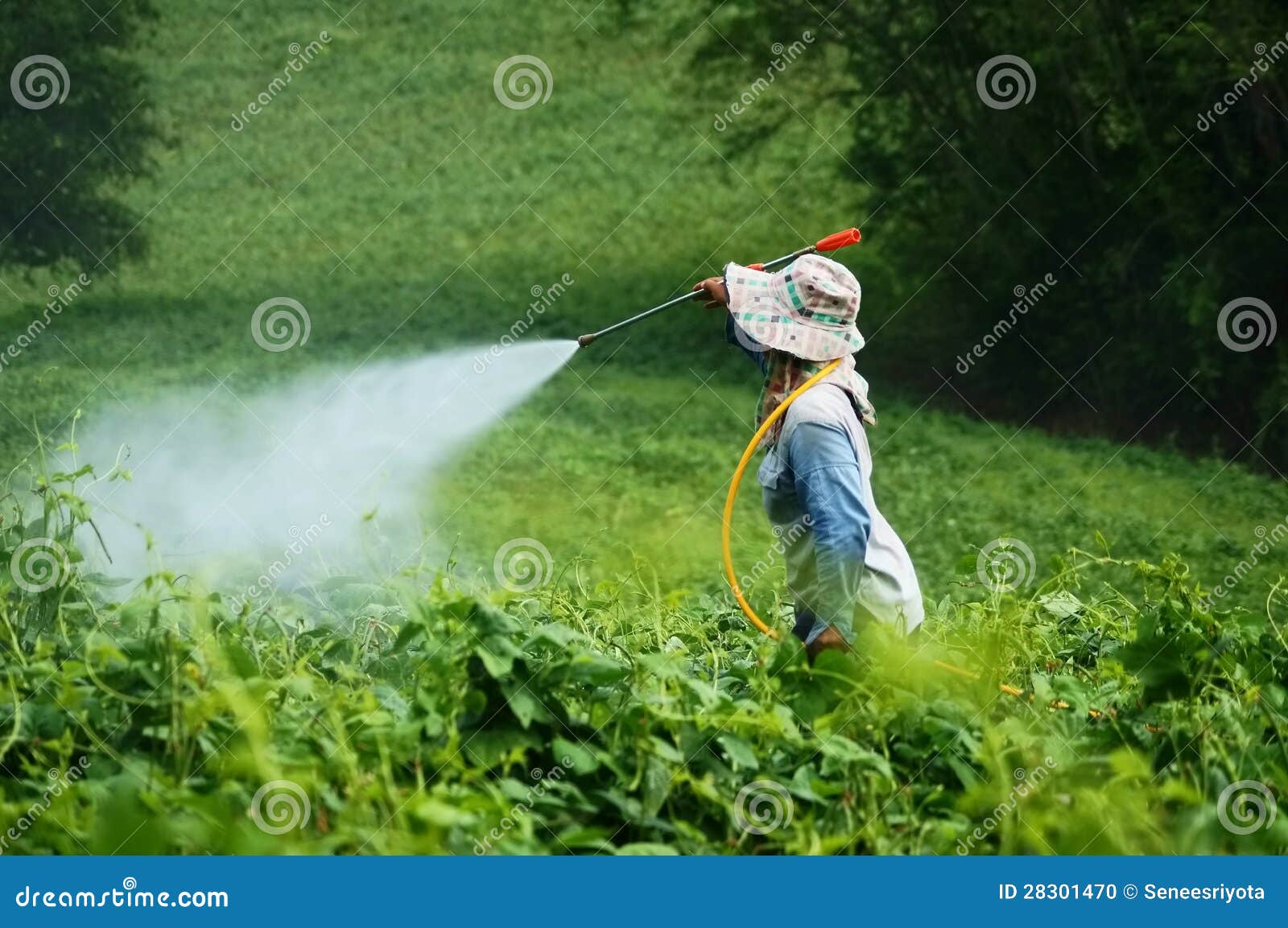 spraying pesticides